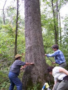 Gregory C. Wiles, right, and researchers core a tree to study climate change. Photo by College of Wooster Tree Ring Laboratory