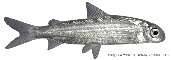 A young lake whitefish Credit: Jeff Allen (USGS)