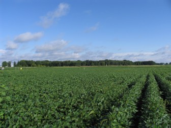 Photo: Organic soybean farm. Credit J.E. Doll, Michigan State University