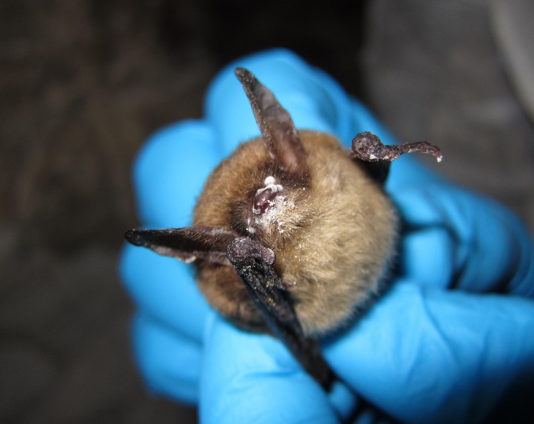 A northern long-eared bat with white nose syndrome. Image: U.S. Fish and Wildlife Service