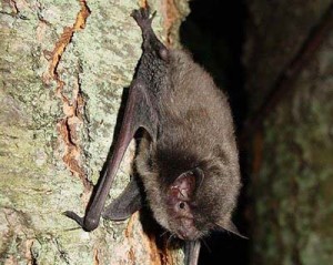 Indiana bat, found in midwestern states. Image: U.S. Fish and Wildlife Service