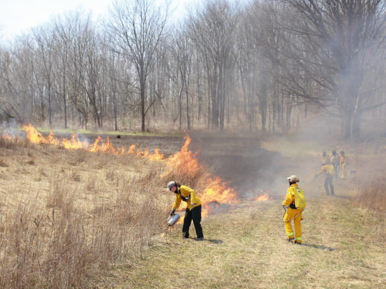 Native plants with deep roots thrive after prescribed burns every three years. Image: Jennifer Howell 
