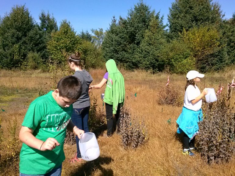 Volunteers collect native seeds that DNR will use to expand prairies. Credit: Heidi Frei.