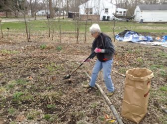 A volunteer rakes leaves at the perennial garden at the Eastside's Foster Garden in preparation fro the growing season. Photo by Maxwell Evans
