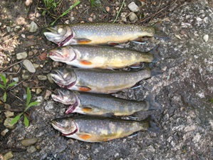 A spring brook trout catch from the Upper Peninsula. Credit: Michigan.gov