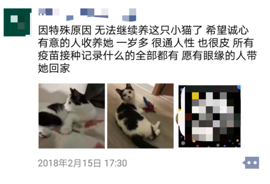 A posting in Chinese on the website WeChat from someone looking to sell a pet. Being a pet owner can create a variety of challenges for international students.