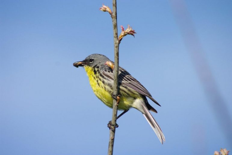 A Kirtland's warbler perches on a branch.