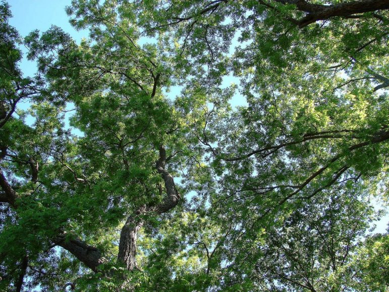 Looking up into the tree canopy.