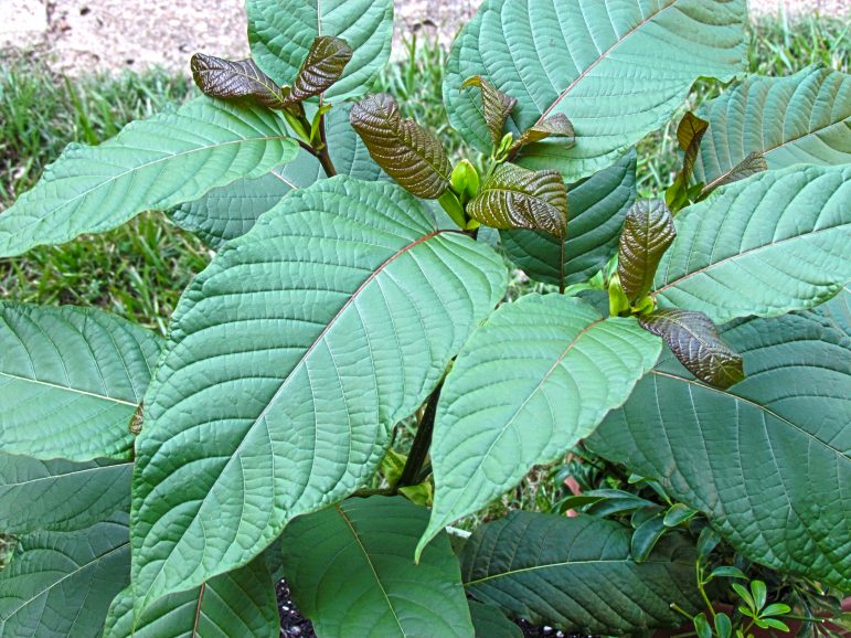 Proponents of kratom, an herb from the Southeast Asian Kratom tree, claim it can fight depression, pain, anxiety and opioid addiction. Federal and state authorities, however, consider it a health risk.