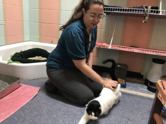 The female deputy director of the shelter has on a blue shirt while playing with a white and black cat.