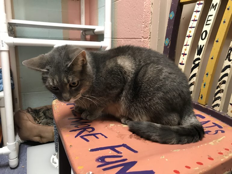 A gray cat laying down on a chair in the kitten room of the shelter. 