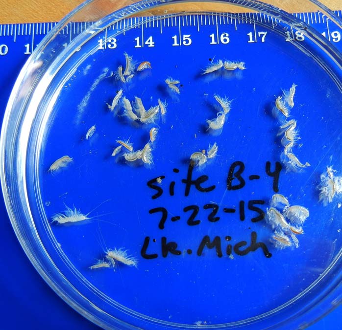 Diporeia collected from site B-4 in southern lake in 2015. This number of Diporeia is considered a cause for celebration by scientists studying these animals as they’ve disappeared from large regions of the lower Great Lakes. 