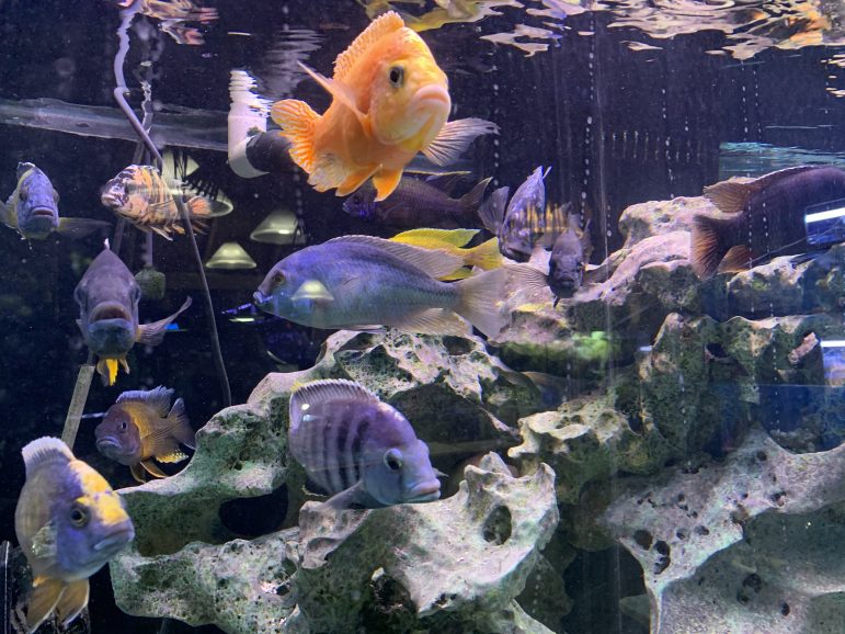 Preuss Pet features hundreds of colorful fish the aquatic section of the store.