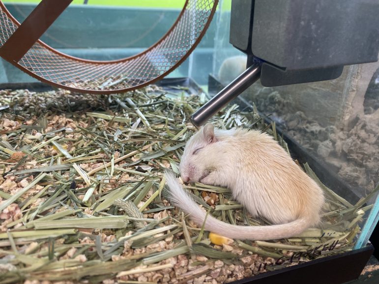 Preuss Pet carries mammals such as gerbils, hamsters and ferrets.