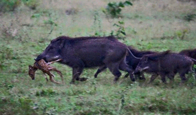 Invasive Species: Wild Boar
