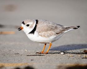 Piping plover.