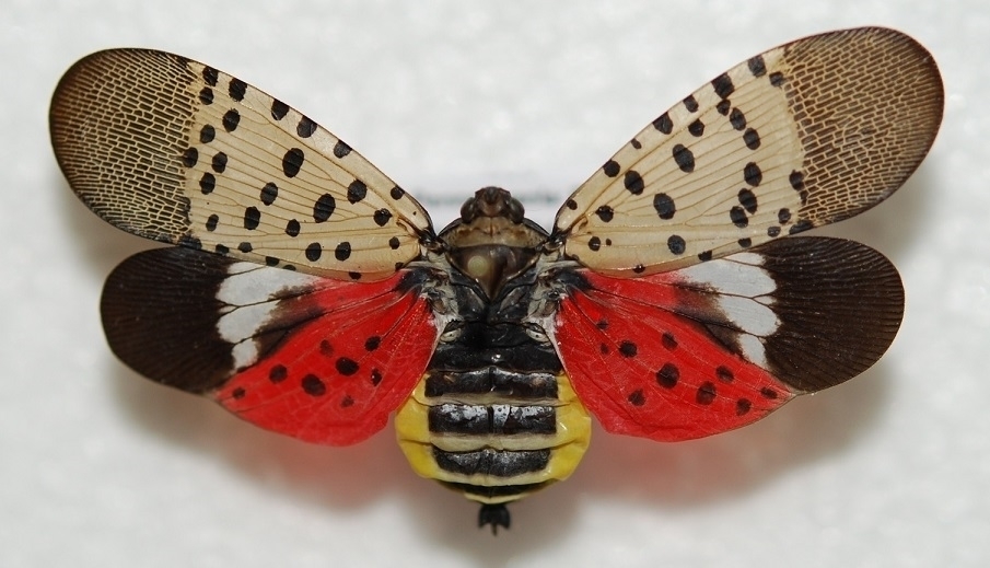Residents are asked to be on the lookout for spotted lanternfly, an invasive pest that could make its way to Michigan.