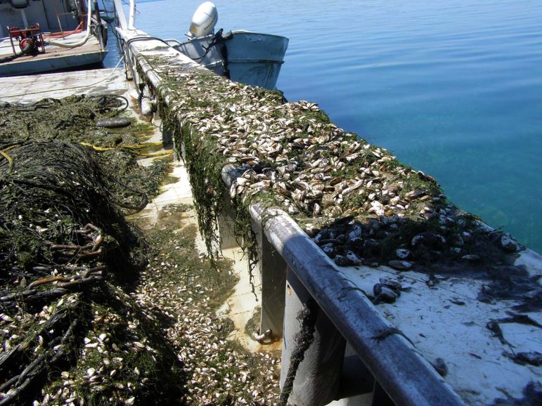 Gill nets filled with quagga mussels and Cladophora algae cover the bottom and side of one of Diane Purvis’ commercial fishing boats. Fishing with gill nets is difficult when the algae and mussels clog the mesh, preventing whitefish from being caught.