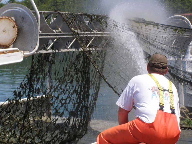 Considerable time and effort is spent by commercial fishers cleaning cladophora algae that has become trapped in their gill nets. Time spent cleaning and repairing nets cuts into time fishing, which hurts the bottom line of commercial fishing companies.