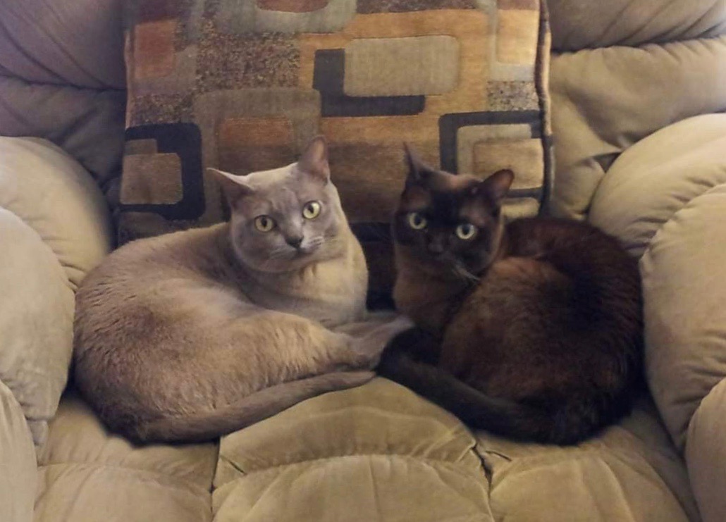 Holly Tiret's cats Sophie (left) and Luna (right)