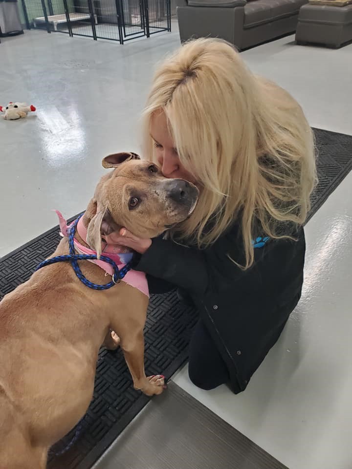Rachel Koresky kisses a recent arrival the Detroit Pit Crew Dog Rescue will put in foster care and prepare for adoption.
