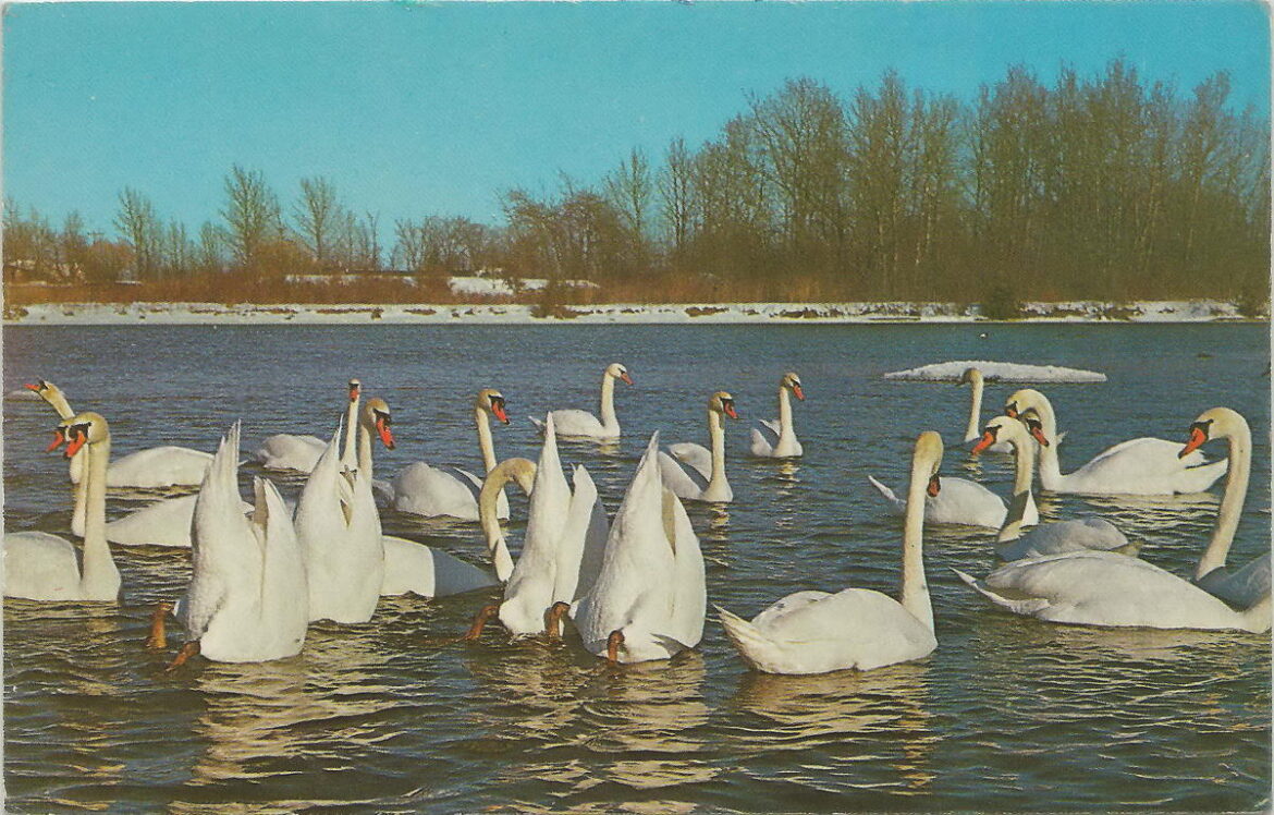 A vintage postcard from Charlevoix says the area's flock of mute swans descended from a pair gifted from Iowa. The birds became so numerous that East Jordan "came to be known as 'The Swan City,'" the card claims.