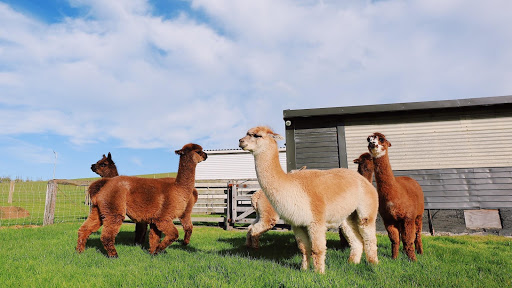 With the ever-growing push for sustainability, alpaca fiber may stand as the next greatest thing in fashion. Could the animal offer new economic opportunities for Michigan farmers? 