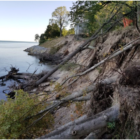 Erosion from high water levels on the southeastern shore of Lake Michigan has exposed tree roots.