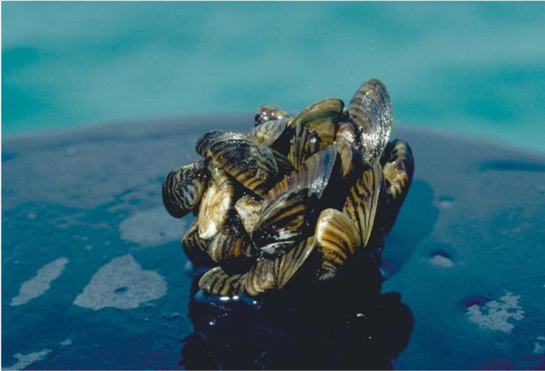 Researchers found that the round goby, an invasive species, keeps zebra mussels, like those pictured, from returning to areas where they’ve been removed.