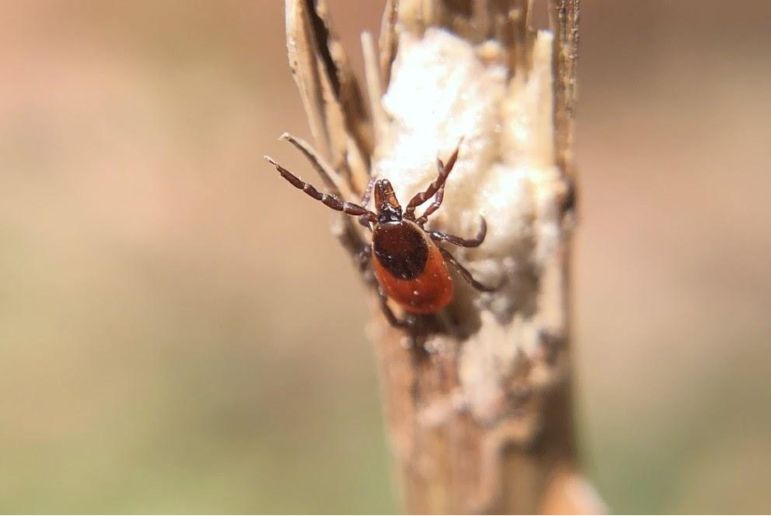 The number of cases of Lyme disease, caused by bites from the blacklegged tick, climbed from 152 to 404 in Michigan over a four-year period. Pictured is a female blacklegged tick.