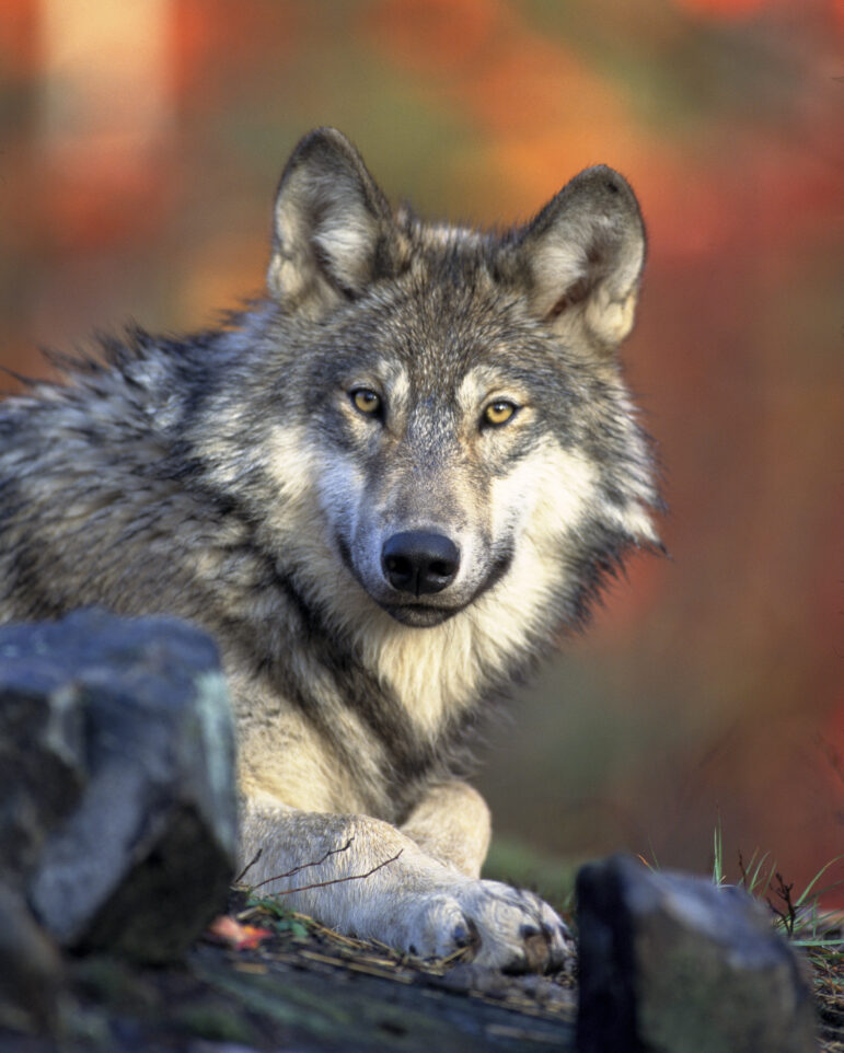 About 4,000 gray wolves are in Michigan, Wisconsin and Minnesota.