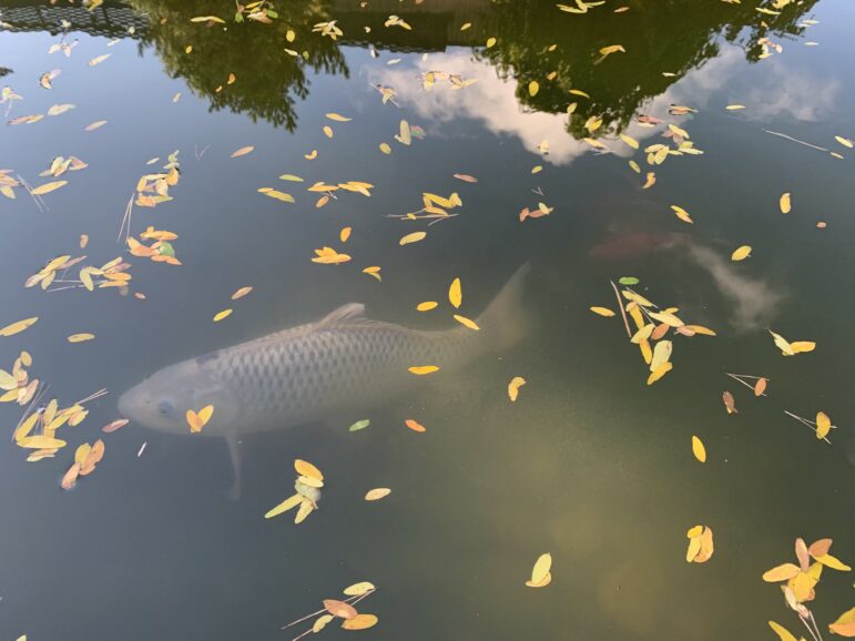 A Japanese carp (koi fish) swims in the pond at the Shigematsu Memorial Garden.