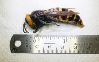 Queen murder hornets can be two inches long