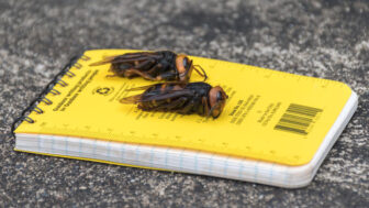 Two dead murder hornets on a notebook. 