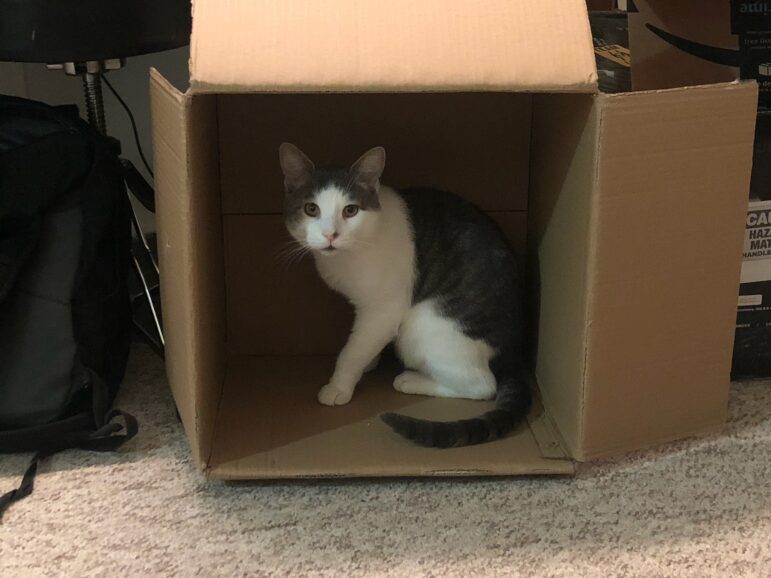 Aramis sits in a cardboard box.