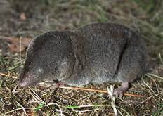 The least shrew is on Michigan’s list of threatened and endangered species. 