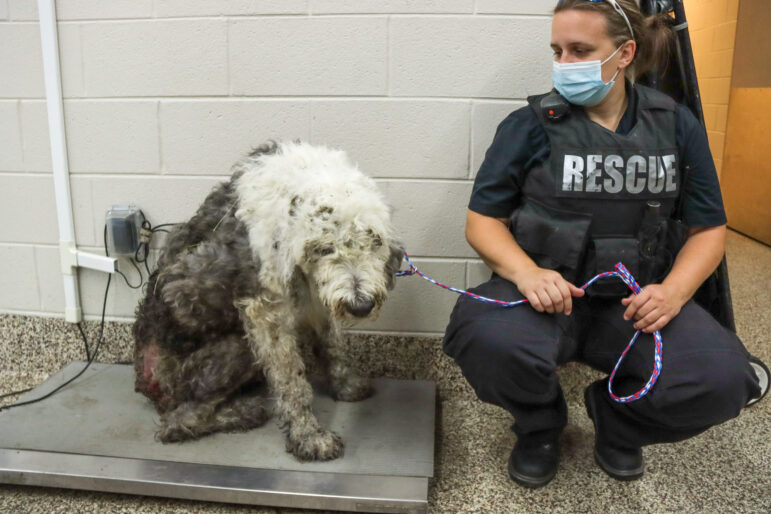An English Sheepdog with a back wound sits next to a Michigan Humane staff member.