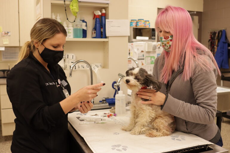 Two Michigan Humane employees care for a dog at one of the organization's facilities.