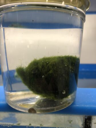 Adult zebra mussels are large enough to be seen in containers with moss balls.