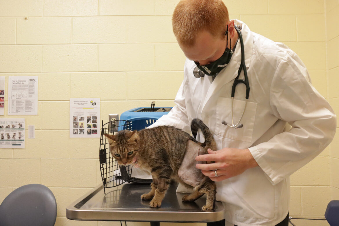 Qyuuie the cat receives a checkup at a Michigan Humane veterinary hospital.
