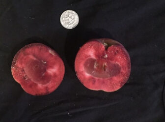 Michigan State University professor Steve Van Nocker is producing a disease-resistant, red-fleshed line of apples.