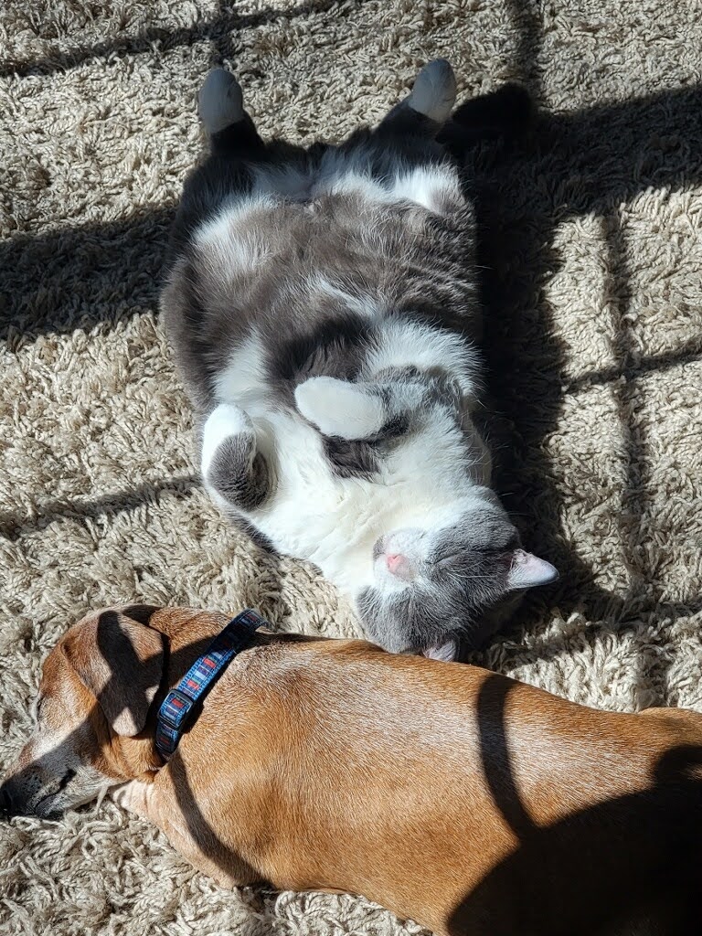 Ragnar the cat lays belly-up next to his dog friend