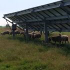 Sheep graze under the shade of solar panels in Lenawee County, an example of agrivoltaics.