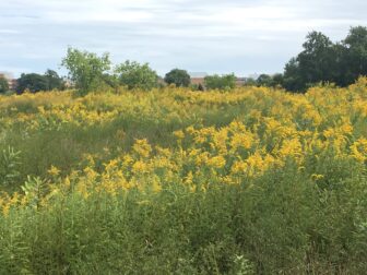 In 2018 goldenrod shimmering in the summer sun reclaims what had once been a golf course in East Lansing.