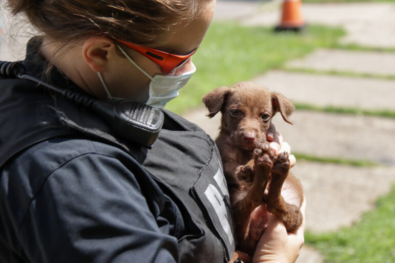 A Michigan Humane staff member holds a brown puppy.