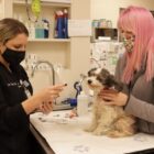 Two Michigan Humane employees care for a dog at one of the organization’s facilities. The organization had more than 5,500 adoptions in 2020.