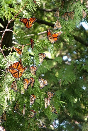 Monarch butterflies use Peninsula Point in the Hiawatha National Forest as a staging area before crossing Lake Michigan on route to Mexico.