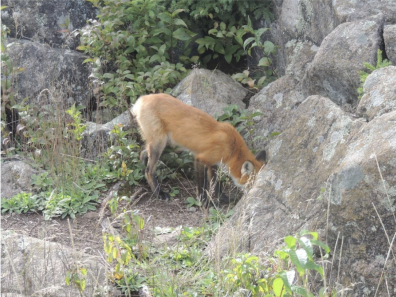 A red fox at Isle Royale National Park.