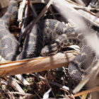 An eastern massasauga rattlesnake lying in brush.