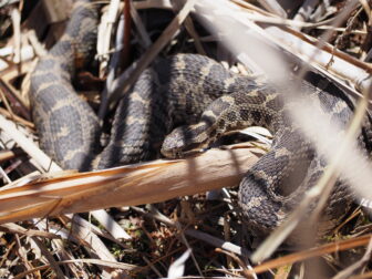 An eastern massasauga rattlesnake lying in brush.